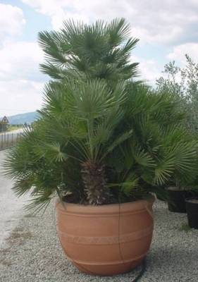 CHAMAEROPS HUMILIS